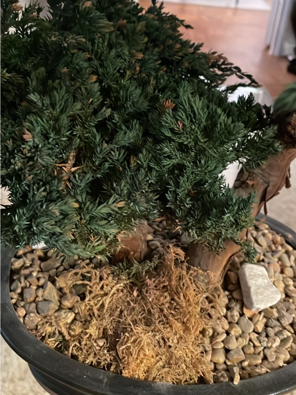 Natural Green Bonsai Accent Plant